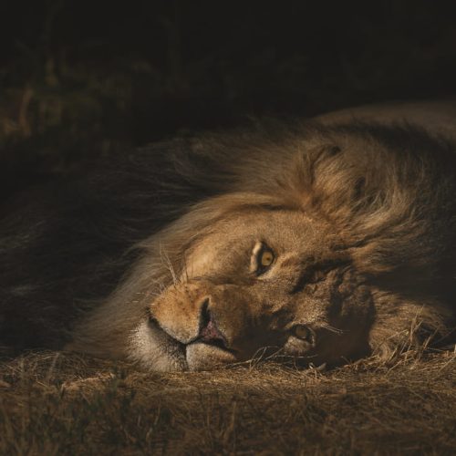 Ficohsa combate el comercio ilegal en alianza con United for Wildlife